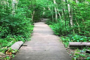 Bilde av Stranvika våtmarksområde